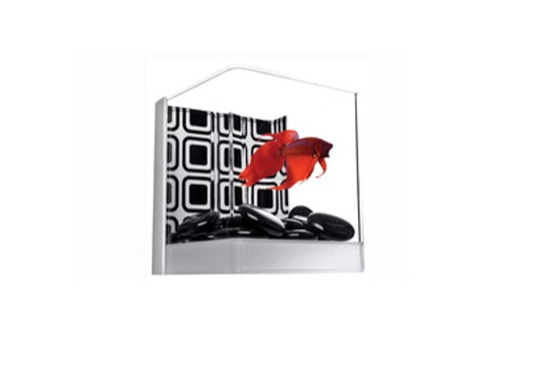 Betta Kit con Gemas Negras Tetra