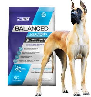 Balanced Perro Adulto Raza Gigante
